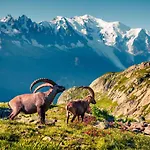 Chamonix Sud - Grepon 315